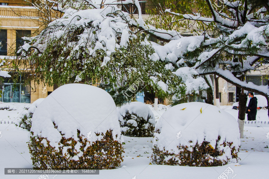 松树与树木枝叶雪挂雪景