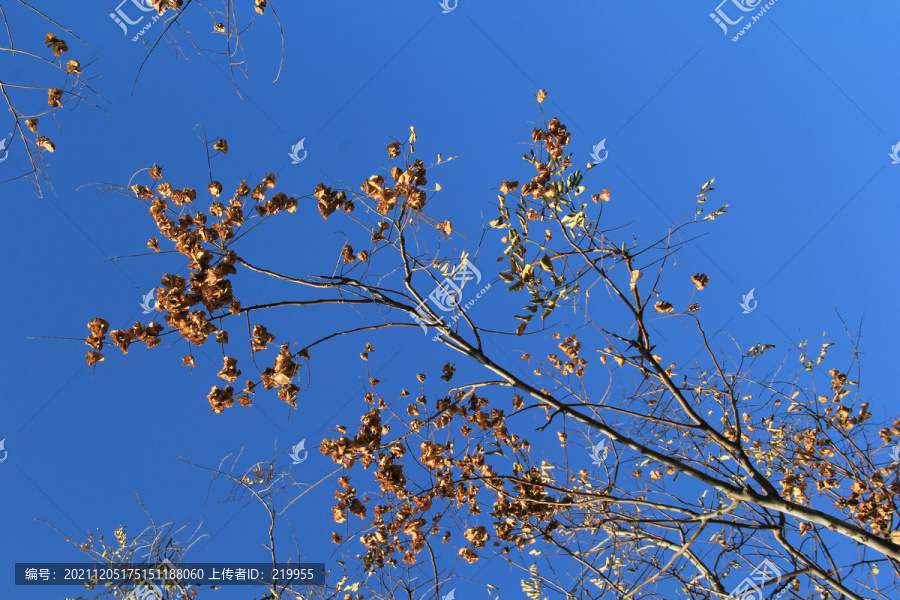冬季蓝天树枝