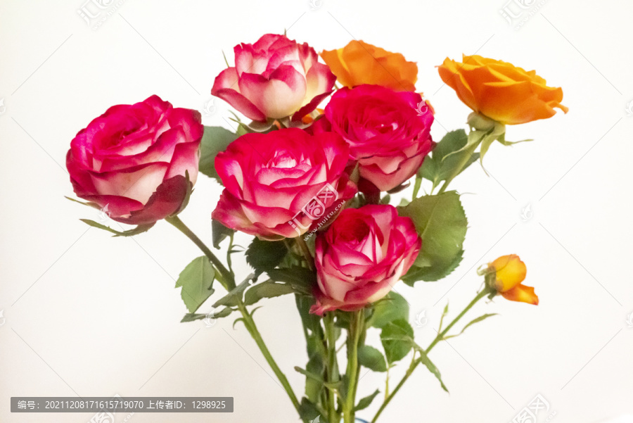 唯美紅色月季花