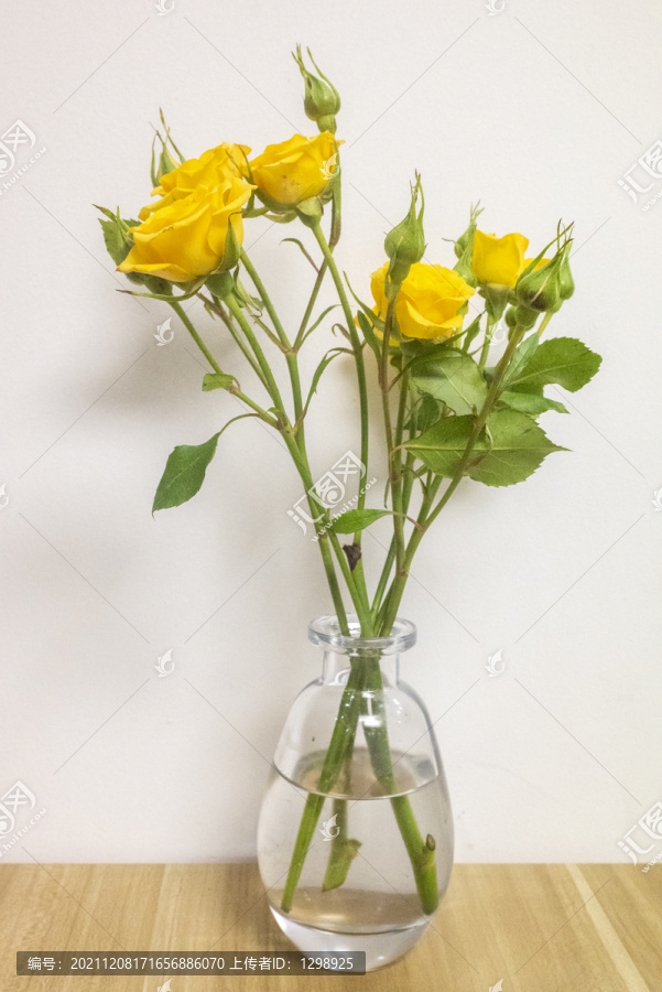 唯美黃色月季花