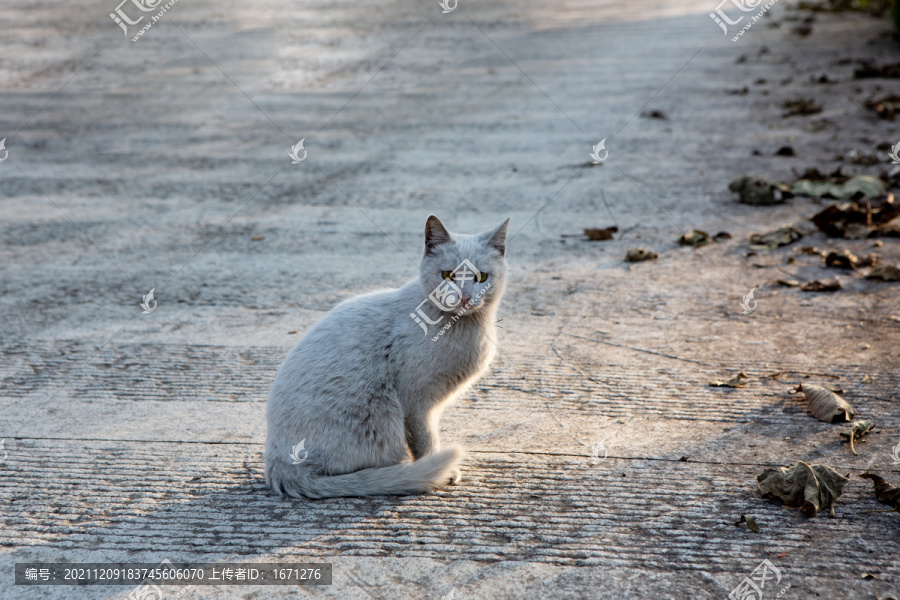 猫咪