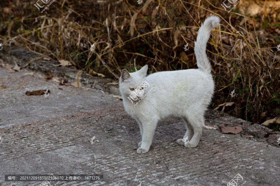 猫咪