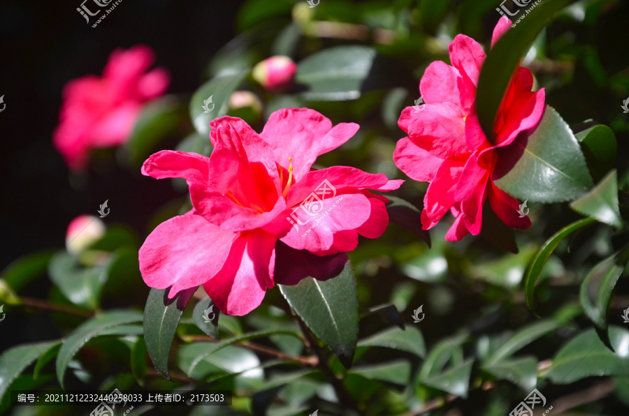 红色山茶花