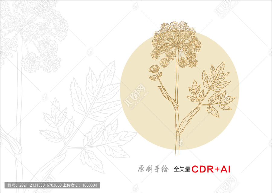 白芷手繪白芷插畫白芷線條
