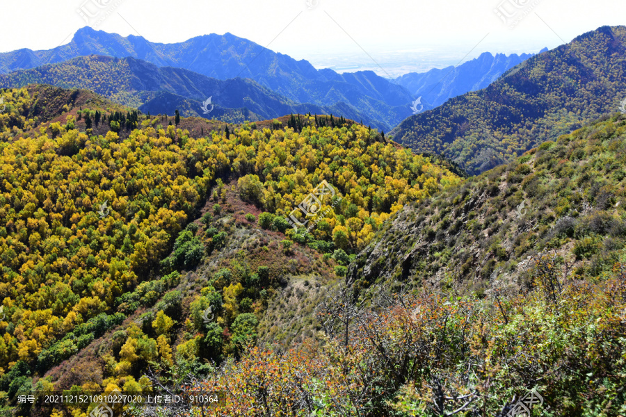 金秋山景