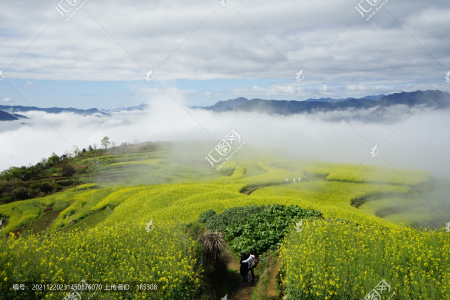 梯田油菜花