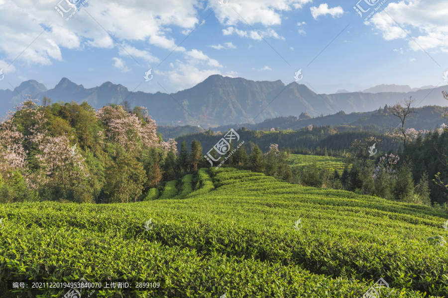 蓝天白云蜿蜒茶山泡桐花自然风光