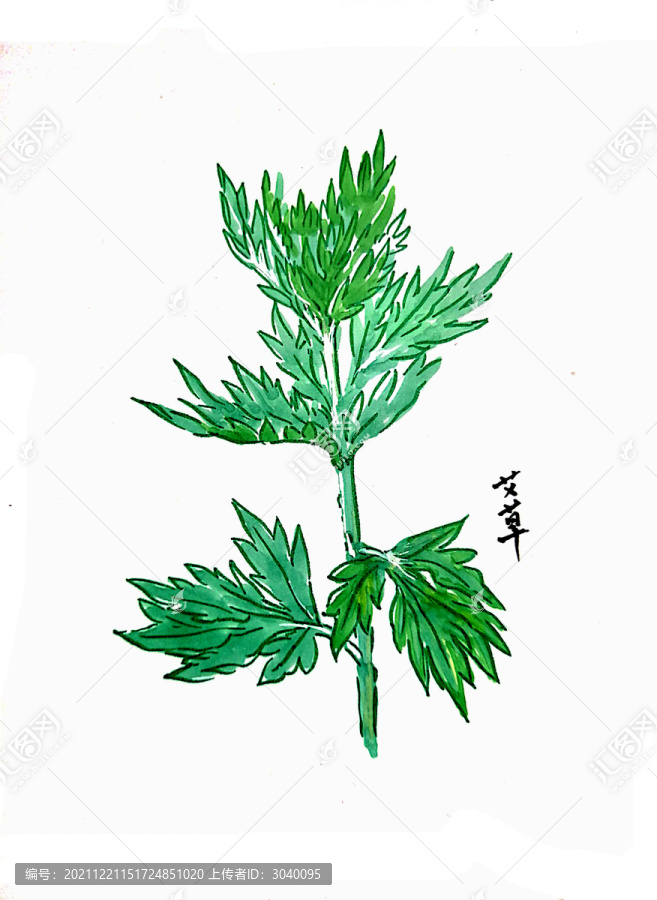 艾草