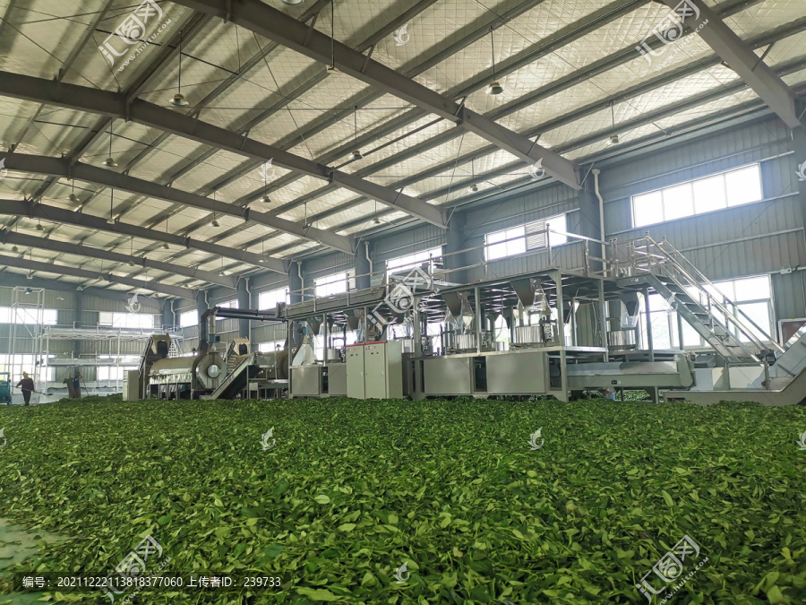 绿茶加工厂