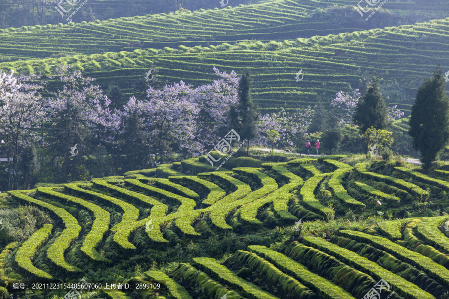 蜿蜒茶山紫色泡桐花茶山风光