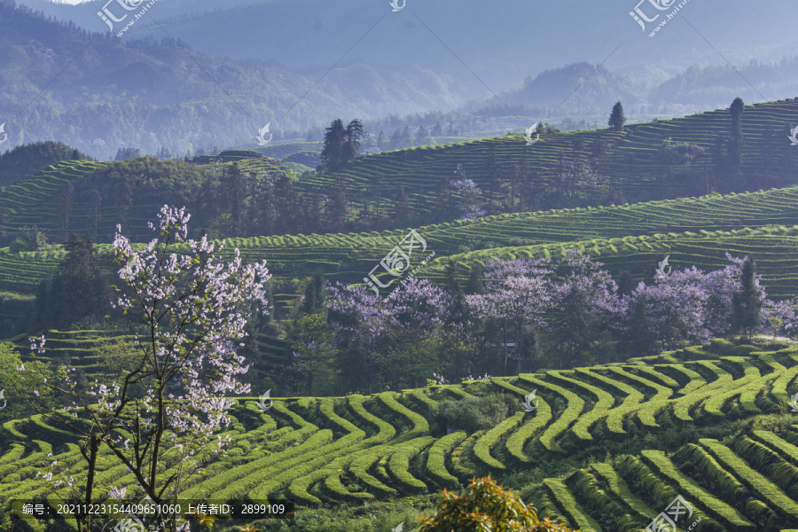 蜿蜒茶山紫色泡桐花茶山风光