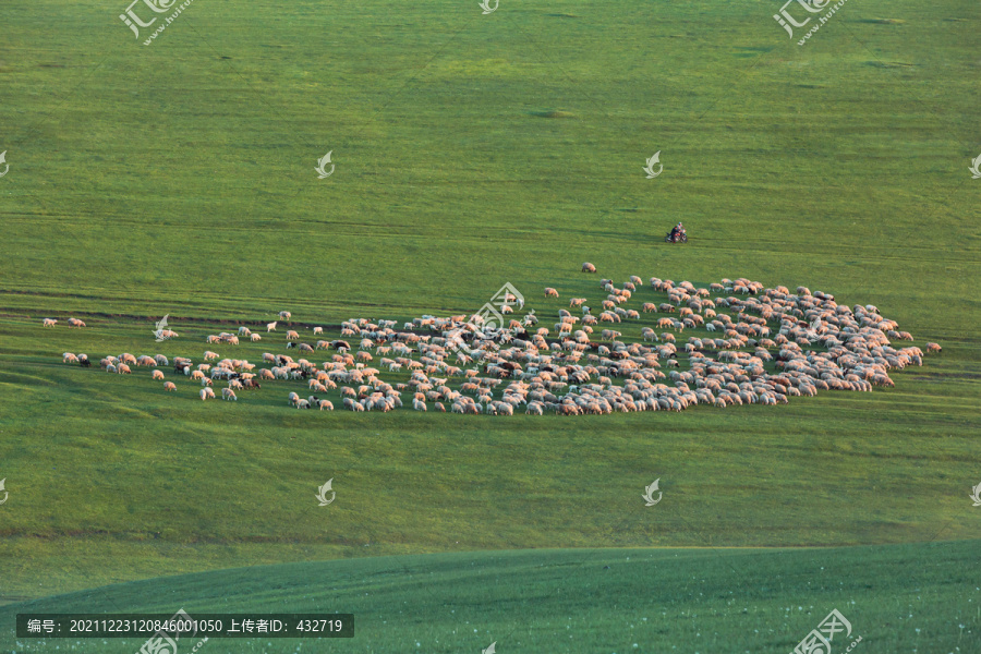 草原傍晚羊群