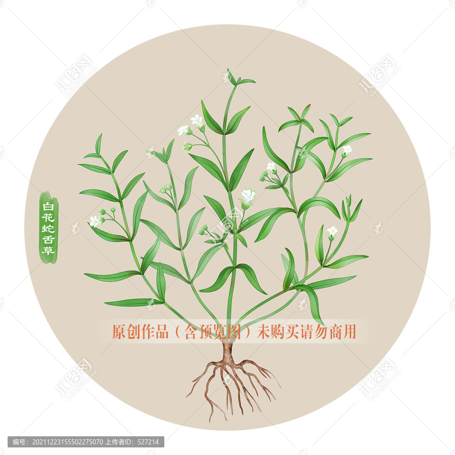 白花蛇舌草
