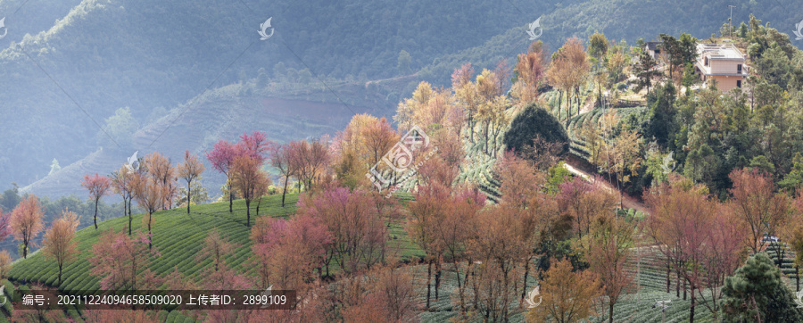 云南大理无量山樱花谷自然风光