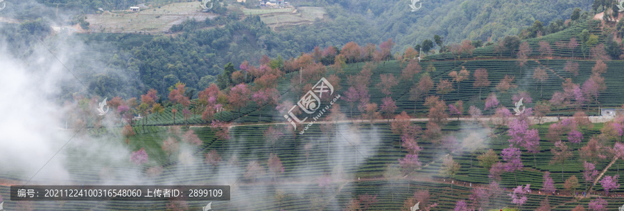 晨雾缭绕茶山冬樱花自然景观