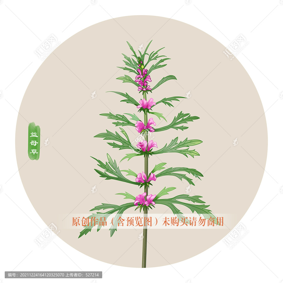 益母草