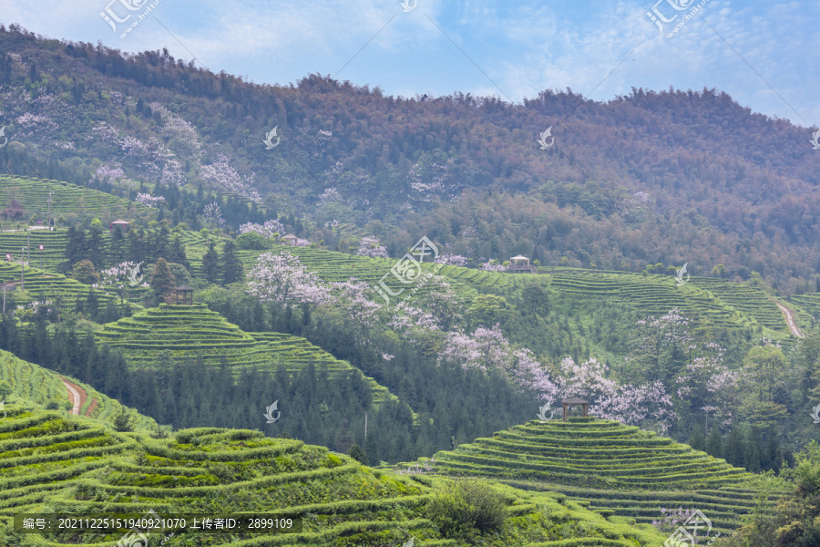 蜿蜒茶山紫色泡桐花自然风光