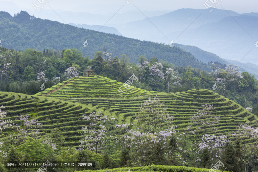 蜿蜒茶山紫色泡桐花自然风光