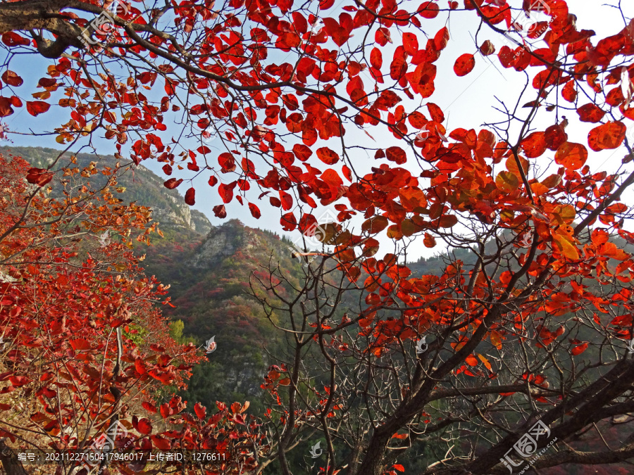 阳光红叶