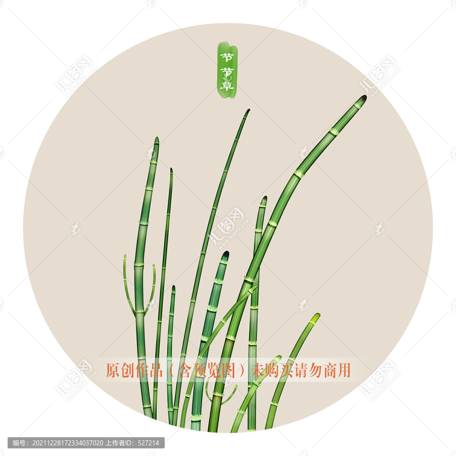 節(jié)節(jié)草