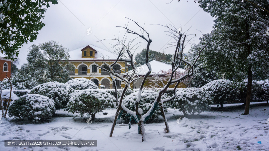 皑皑白雪