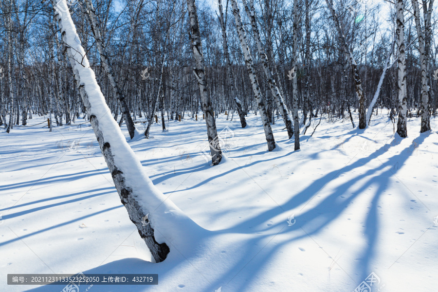 雪地逆光白桦树林