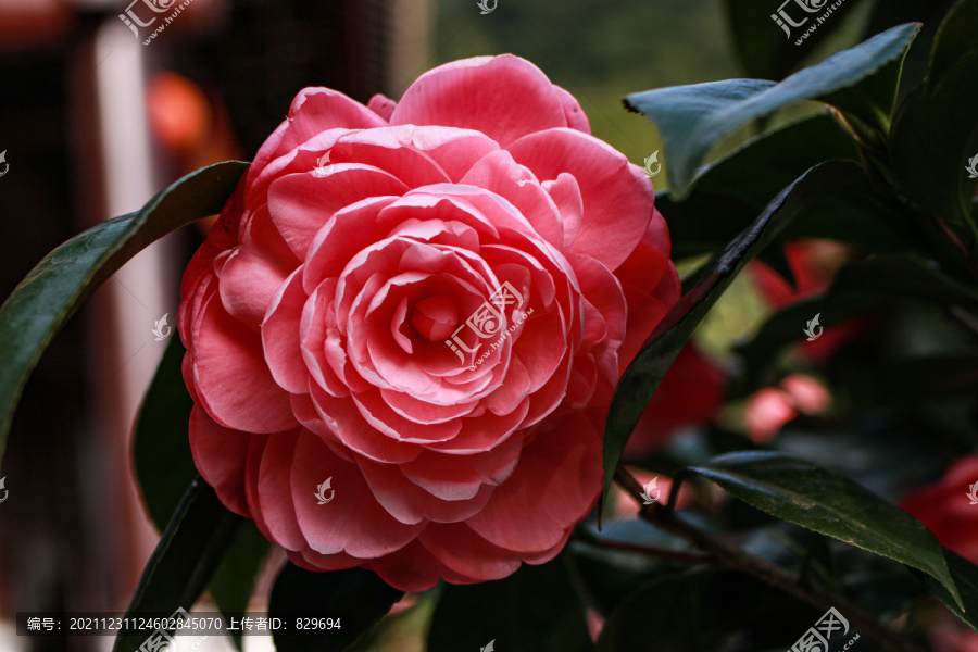 山茶花