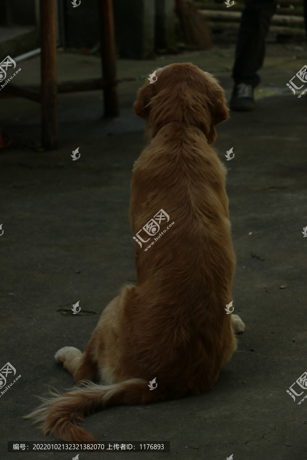 等待主人的金毛犬背影