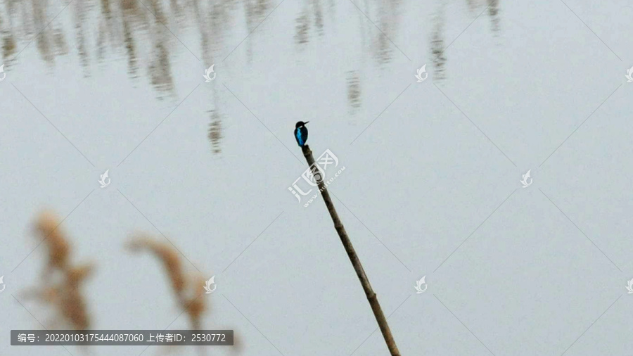 黄陂湖湿地