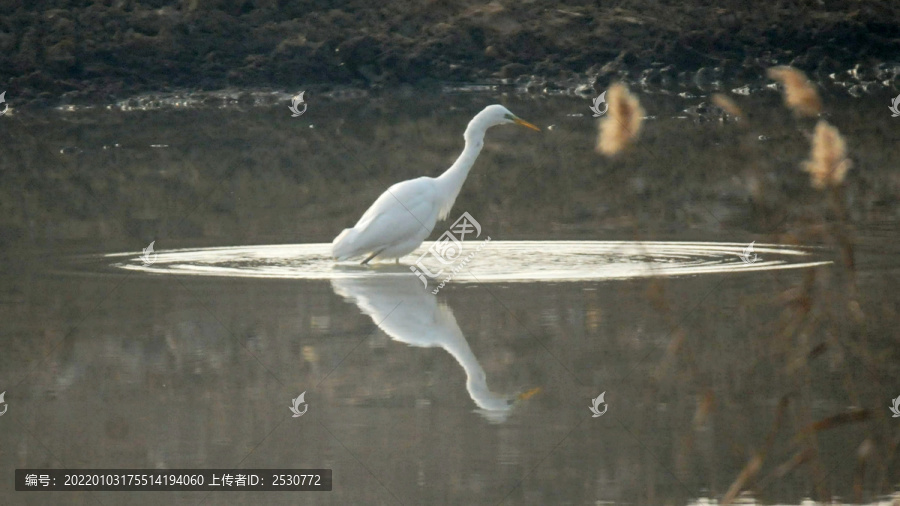 黄陂湖湿地