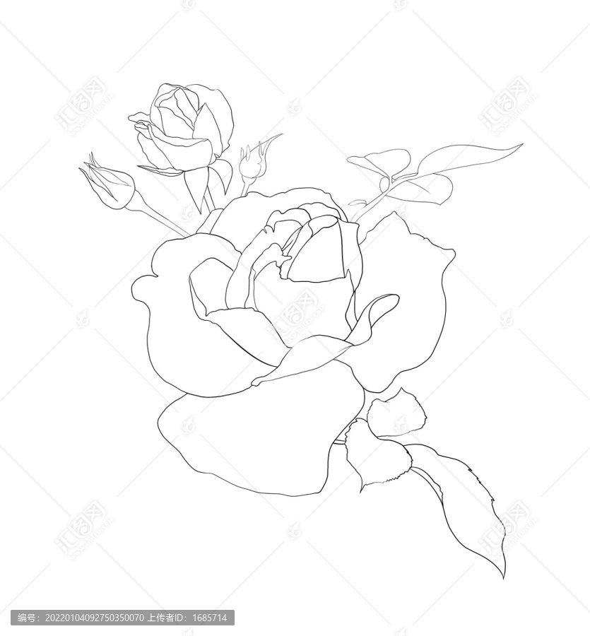 月季玫瑰線稿