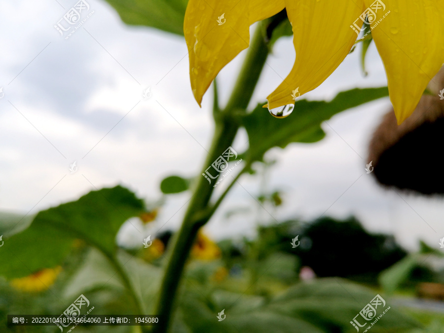 花瓣上水滴