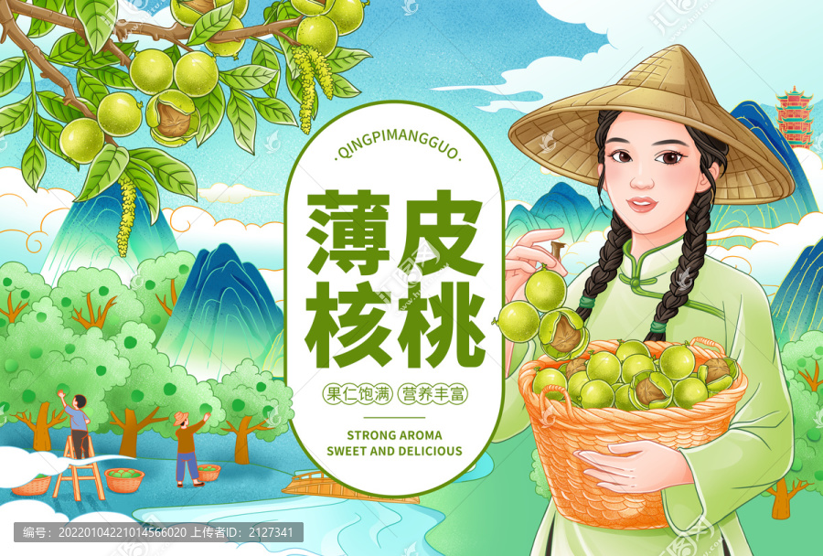 薄皮核桃插畫(huà)