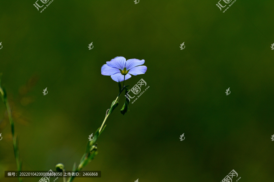 亚麻花