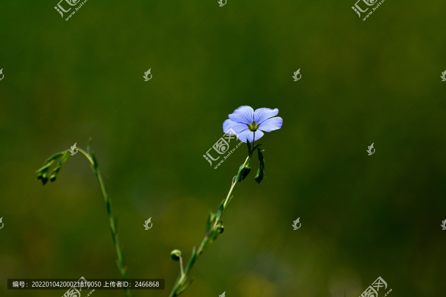 亚麻花