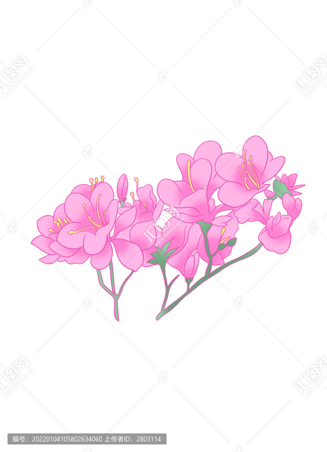 杜鵑花