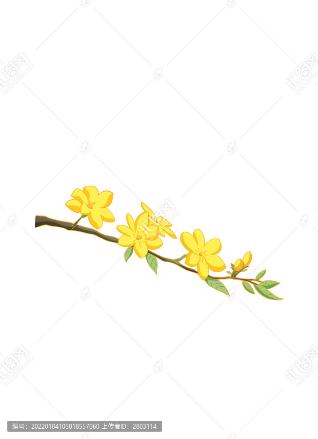 迎春花
