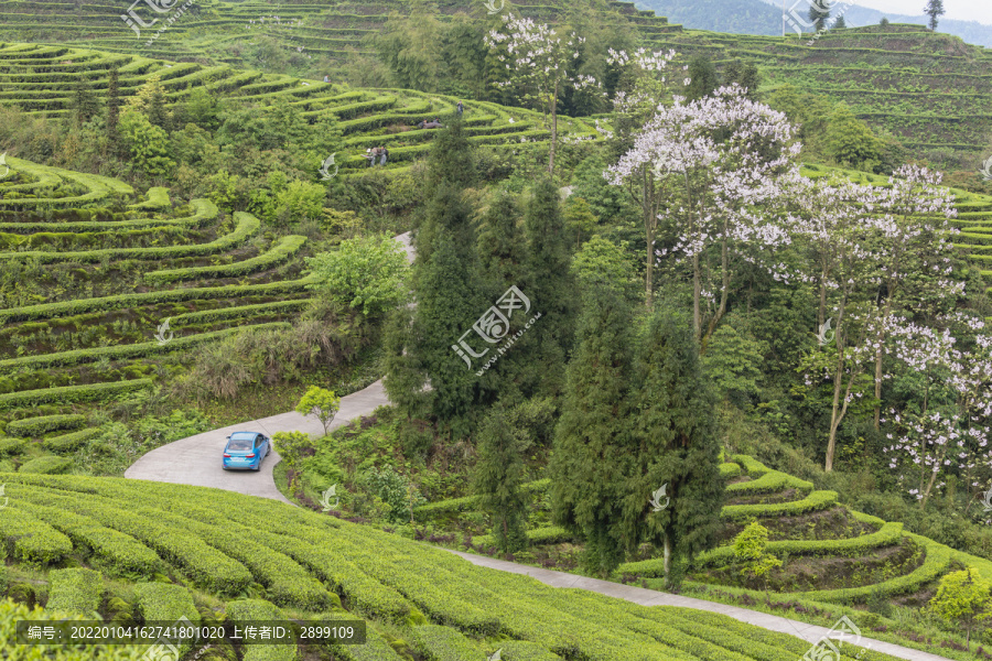 蜿蜒茶山紫色泡桐花茶山风光