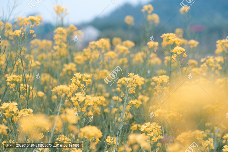 植物摄影图片油菜花