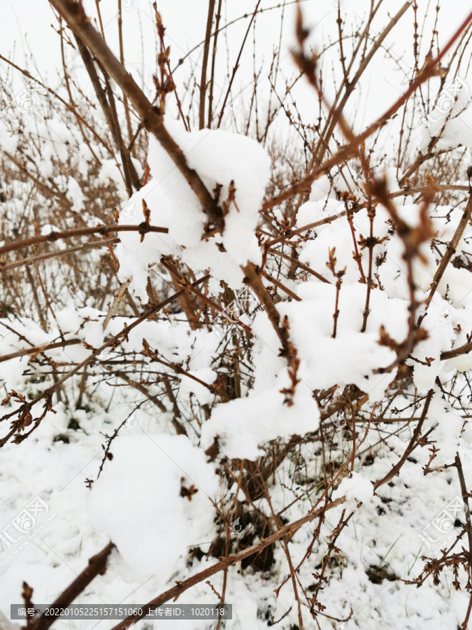 公园雪景