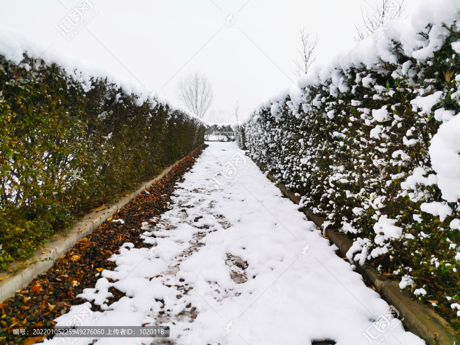 公园里的雪景