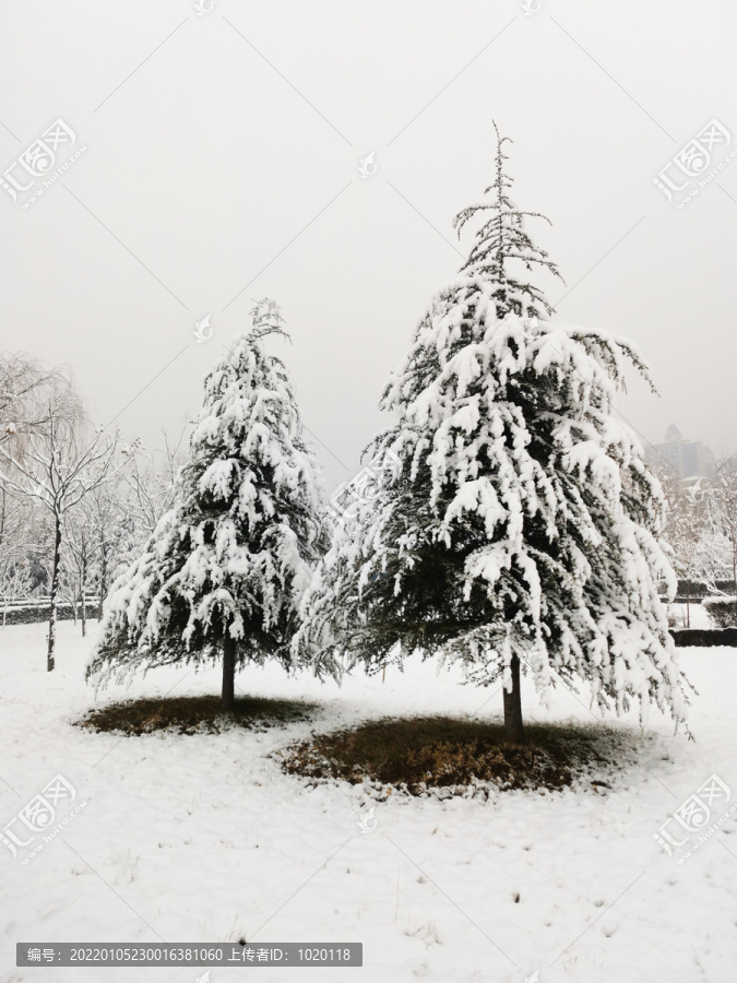 挂满白雪的松树