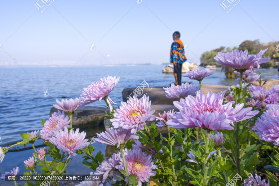 湖边的菊花