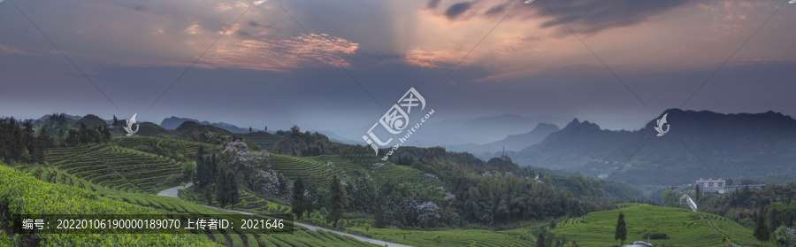 宜宾珙县鹿鸣茶山风光