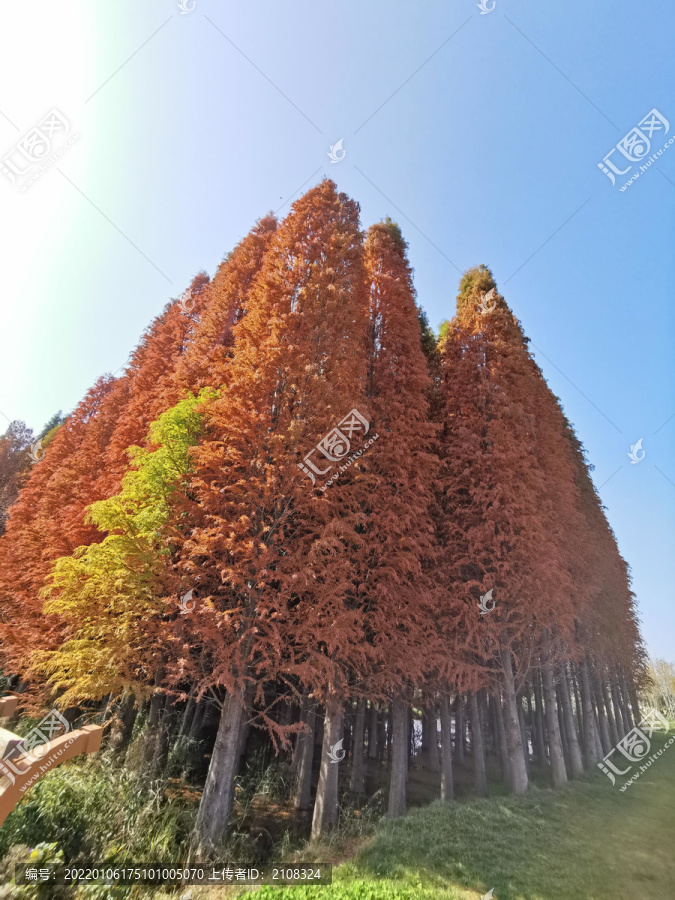 红色水杉