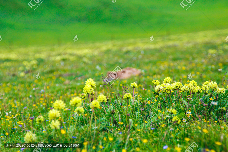 狼毒花