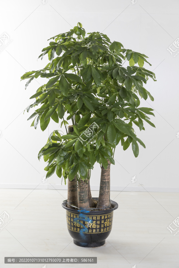 發財樹