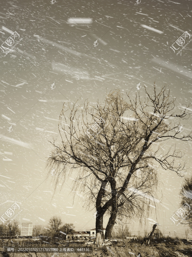 雪花飞舞冬天的树木