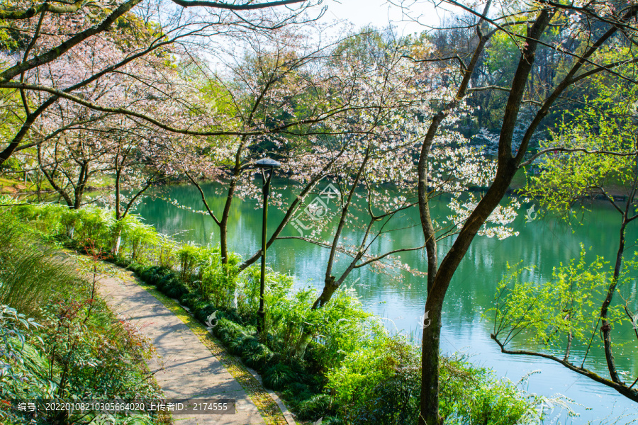 西湖春景