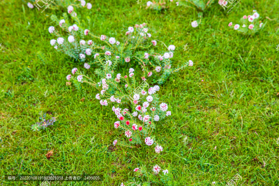 狼毒花